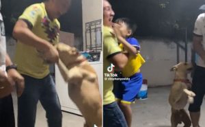 Un simpático canino se robó el show en las redes sociales
