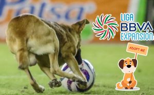 Perrito muestra destreza con el balón en la Liga de Expansión – Imago 7
