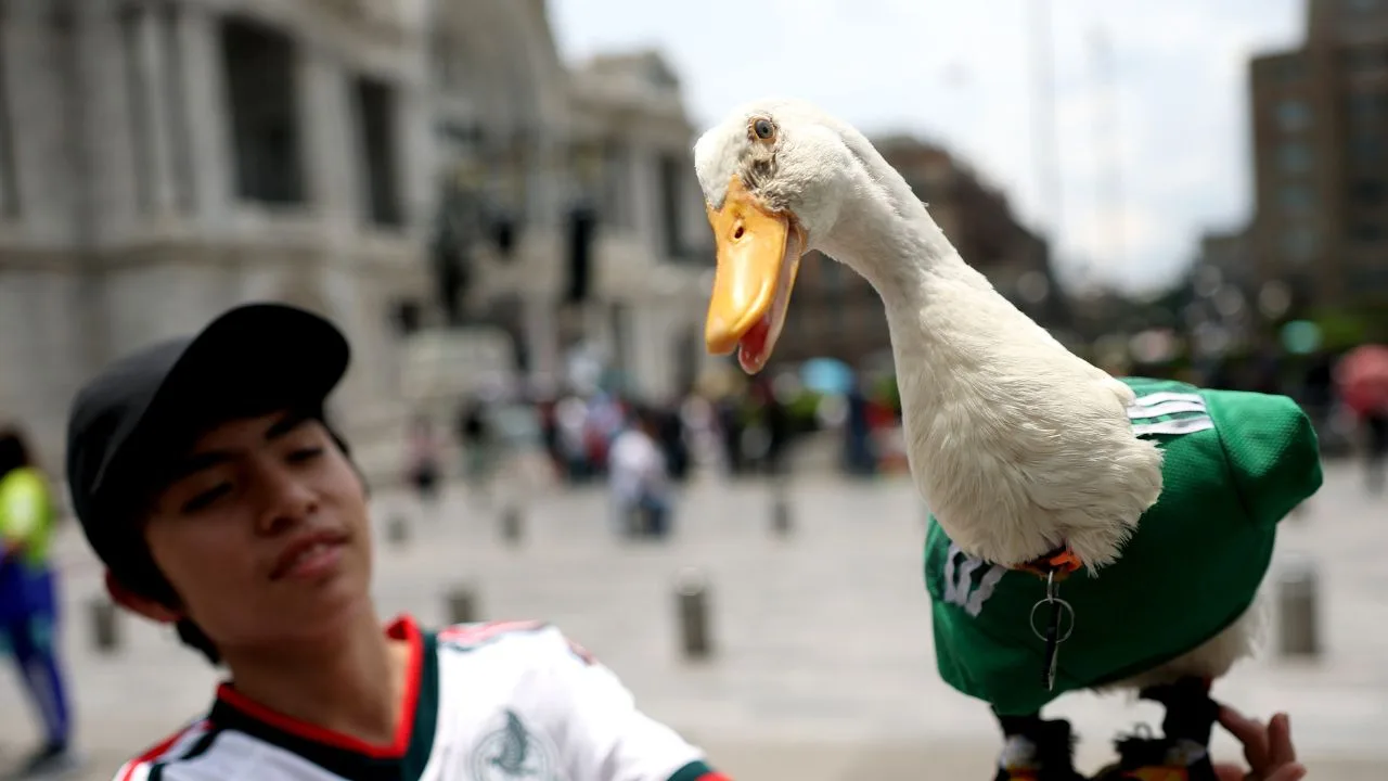 El pato Merlín es sostenido por uno de sus dueños. 