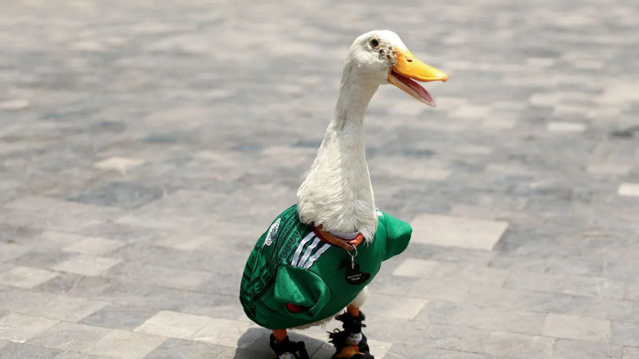 Merlín, el pato que ya es la mascota no oficial de México en el Mundial 2026. 