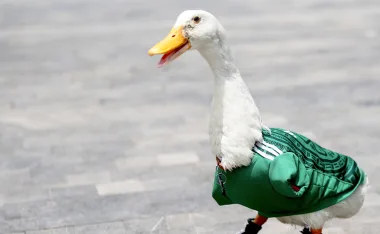 En este Mundial 2026 el Pato Merlín se volvió viral y ahora ya consiguió equipo oficial para el próximo año.