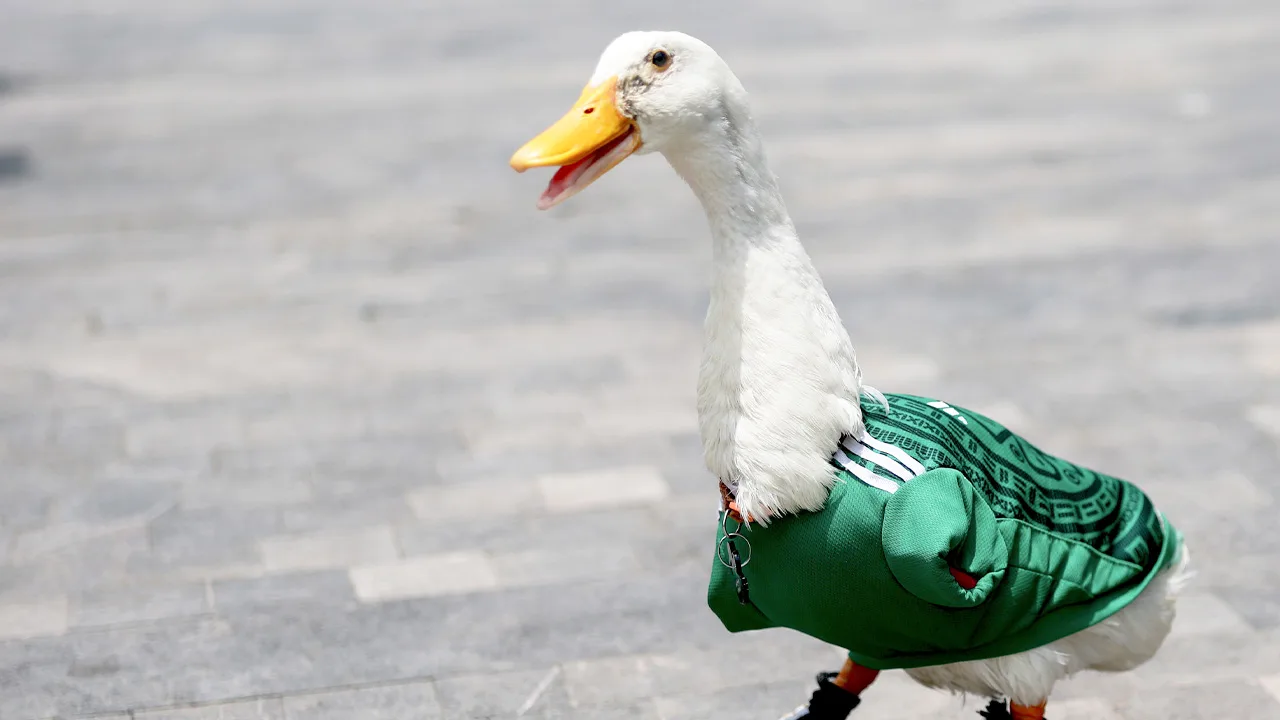 En este Mundial 2026 el Pato Merlín se volvió viral y ahora ya consiguió equipo oficial para el próximo año.