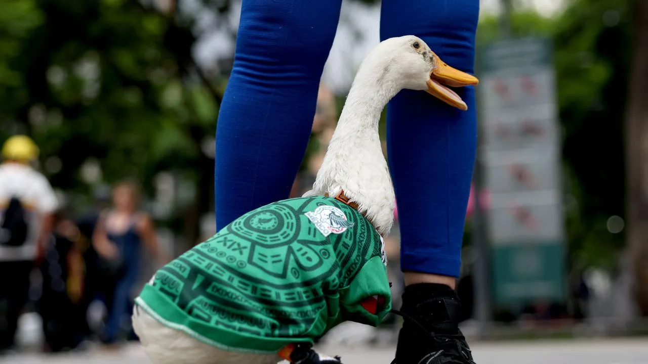 El Pato Merlín, embajador de la FIFA en México para el Mundial 2026. 